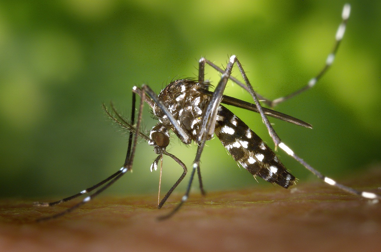 Распоред третмана уништавања одраслих форми комараца