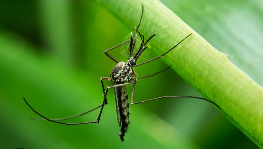 Други третман уништавања одраслих форми комараца