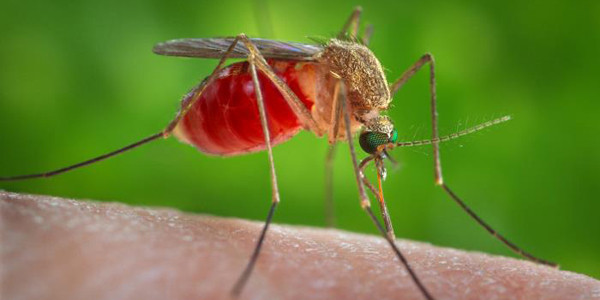 Трећи третман уништавања одраслих форми комараца