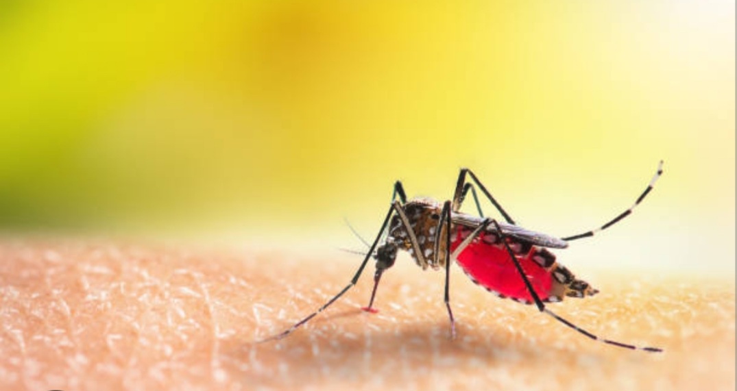 Посљедњи третман уништавања одраслих форми комараца