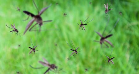Od 14. juna akcija preventivne dezinsekcije-uništavanje odraslih formi komaraca