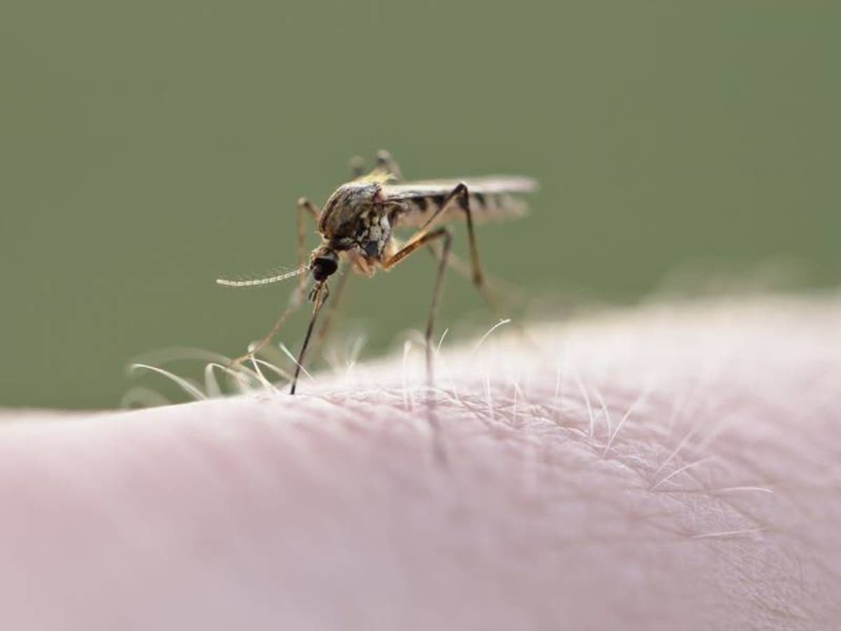 Treći tretman uništavanja odraslih formi komaraca